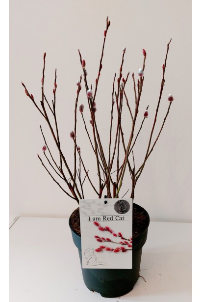 Верба тонкостовбурова Mount Aso в контейнері 3 л